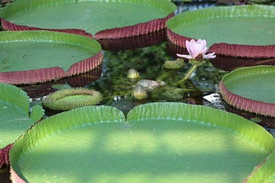 Victoria_amazonica_general_view_Kobe_Kachoen