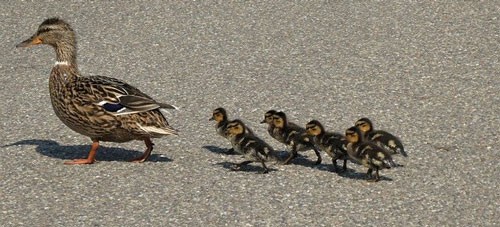 Famille de canard sur le périphérique